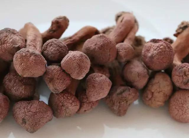 國家蘑菇地理：中國哪里的蘑菇最好吃？