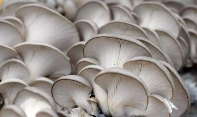 國家蘑菇地理：中國哪里的蘑菇最好吃？