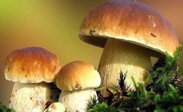 國家蘑菇地理：中國哪里的蘑菇最好吃？
